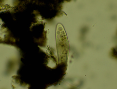 Paramecium