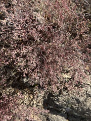 Euphorbia melanadenia