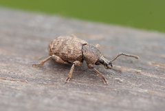 Otiorhynchus singularis