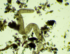 Spirostomum ambiguum