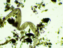 Spirostomum ambiguum