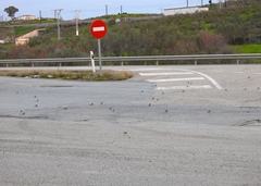 Motacilla alba alba