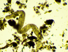 Spirostomum ambiguum