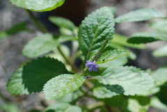 Stachytarpheta cayennensis