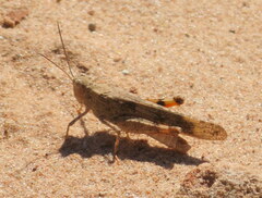 Trimerotropis maritima