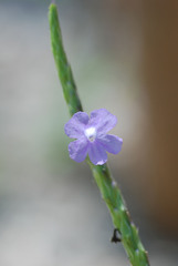 Stachytarpheta cayennensis