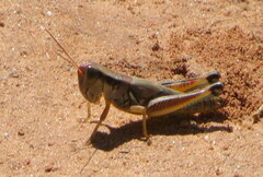 Phoetaliotes nebrascensis