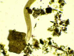Spirostomum ambiguum