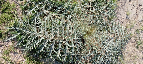 Avistamiento Alcaucil (alcachofa silvestre)