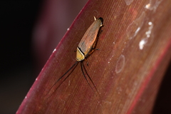 Ellipsidion humerale