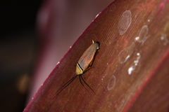 Ellipsidion humerale