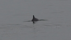 Phocoena phocoena phocoena