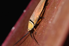 Ellipsidion humerale
