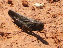 Arphia pseudonietana
