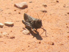 Arphia pseudonietana