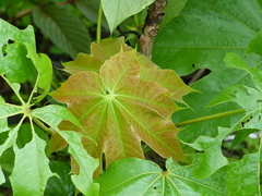 Sterculia villosa