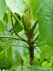Sterculia villosa