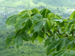 Sterculia villosa