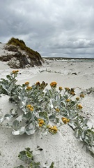 Senecio candidans