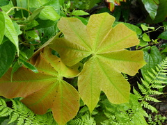 Sterculia villosa