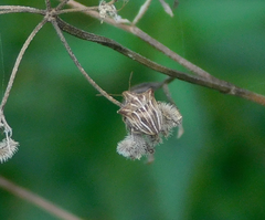 Ancyrosoma leucogrammes