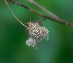 Ancyrosoma leucogrammes