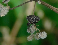 Ancyrosoma leucogrammes