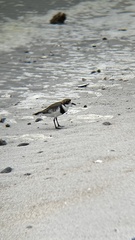 Charadrius falklandicus