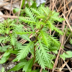 Proserpinaca palustris