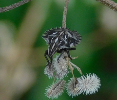 Ancyrosoma leucogrammes