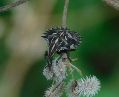 Ancyrosoma leucogrammes