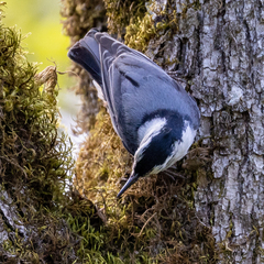 Sitta carolinensis aculeata