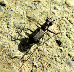 Cylindera germanica