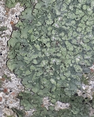 Hyperphyscia adglutinata