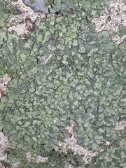 Hyperphyscia adglutinata