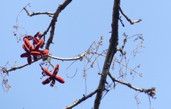 Sterculia villosa