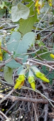 Anagyris foetida