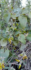 Anagyris foetida