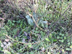 Cynoglossum cheirifolium