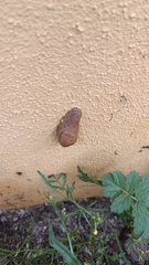 Drusia valenciennii