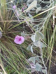 Ipomoea hieronymi