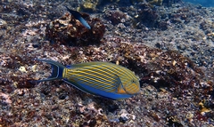 Acanthurus lineatus