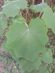 Roldana angulifolia