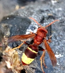 Vespa orientalis