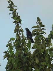 Crotophaga