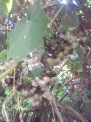 Roldana angulifolia
