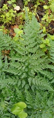 Asplenium adiantum-nigrum