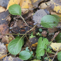 Pyrola rotundifolia
