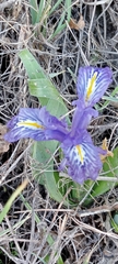 Iris planifolia