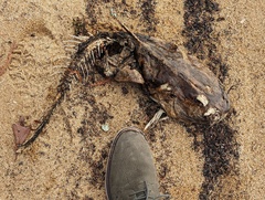 Siluriformes